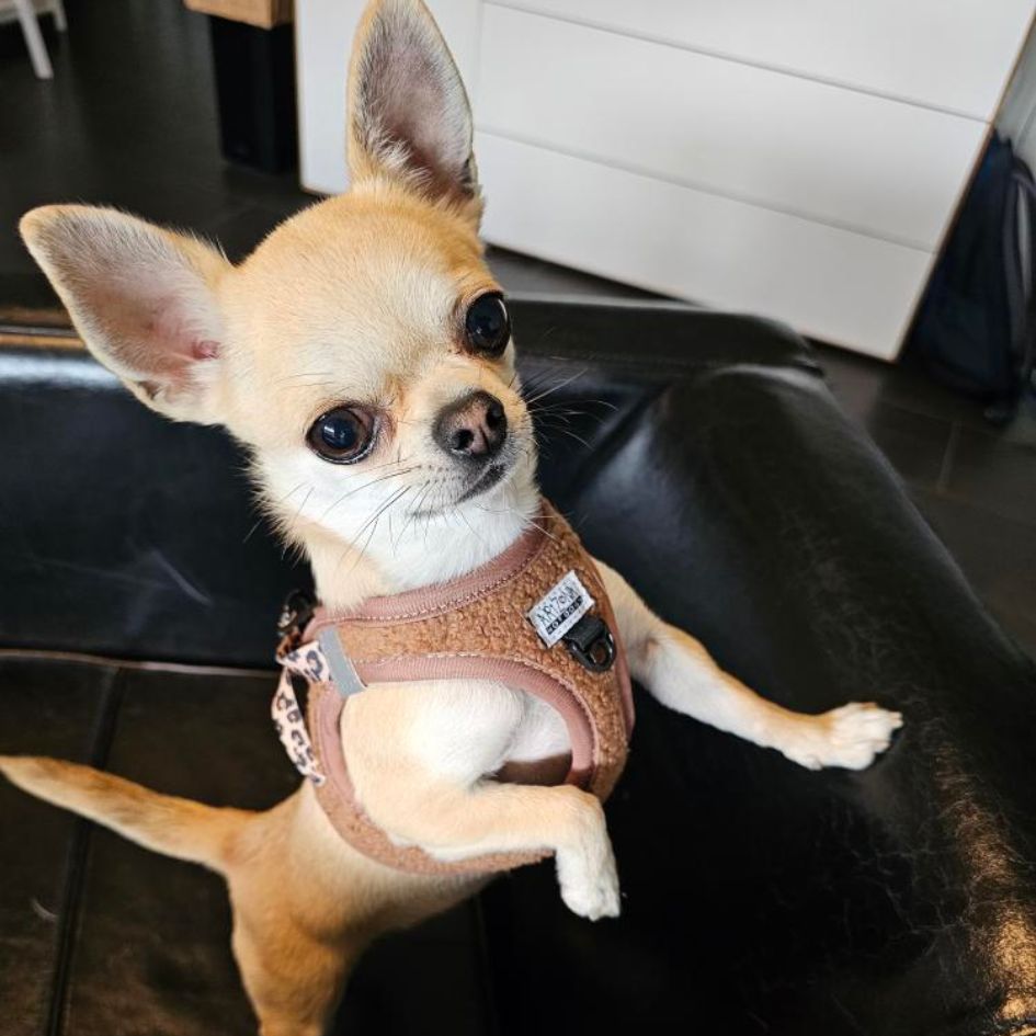 Harnais Step-In Teddy Brun