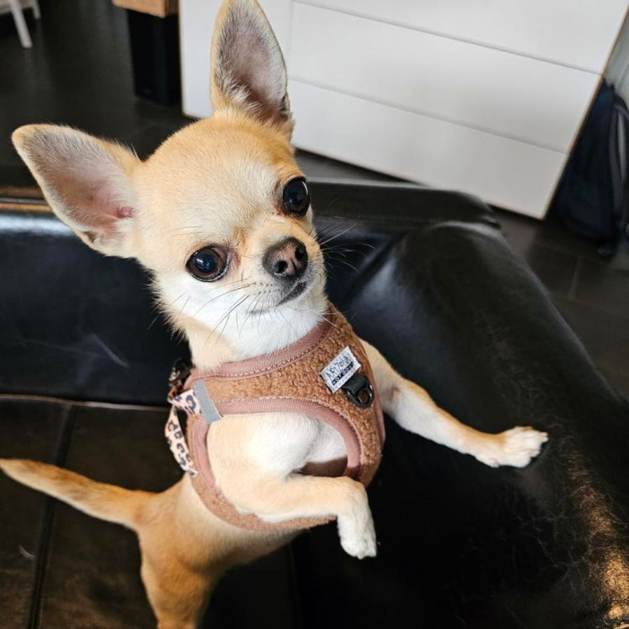 Harnais Step-In Teddy Brun