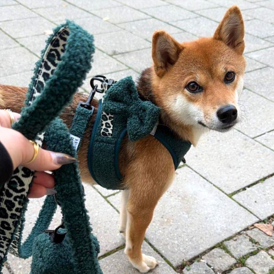 Harnais Step-In Teddy Sapin