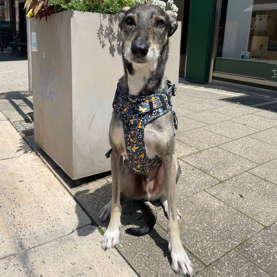 Harnais pour chien anti-traction - Comfy Butterfly