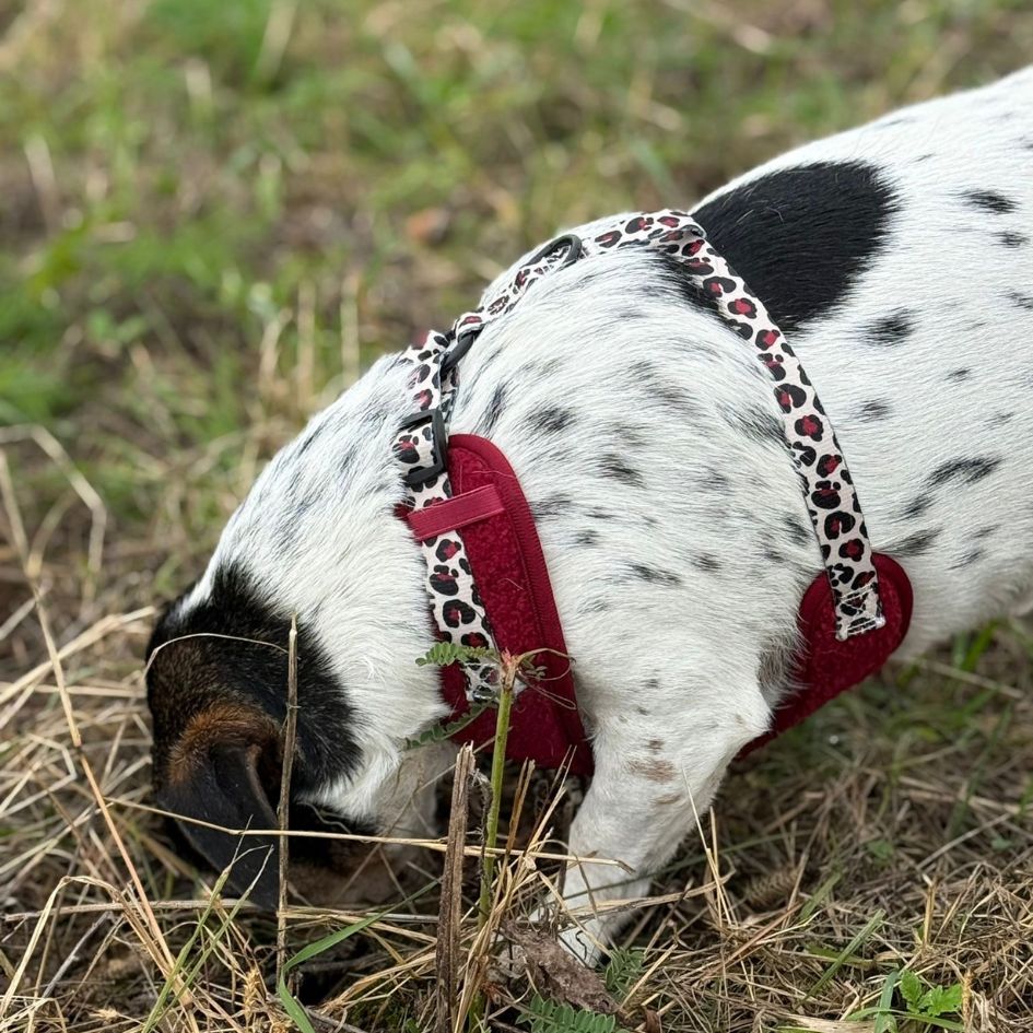 Harnais pour chien en H - Teddy Bordeaux
