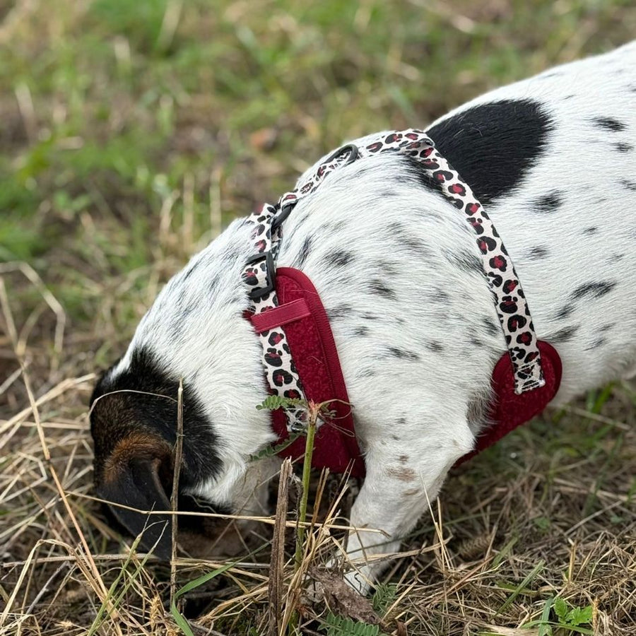 Harnais pour chien en H - Teddy Bordeaux