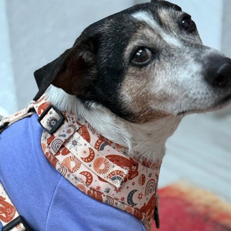 Harnais pour chien en H - Luna Bear