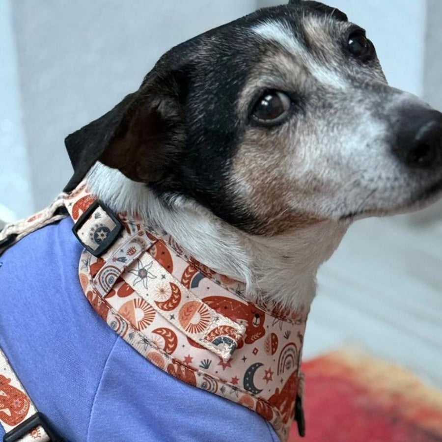 Harnais pour chien en H - Luna Bear