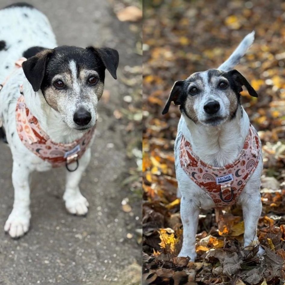 Harnais pour chien en H - Luna Bear