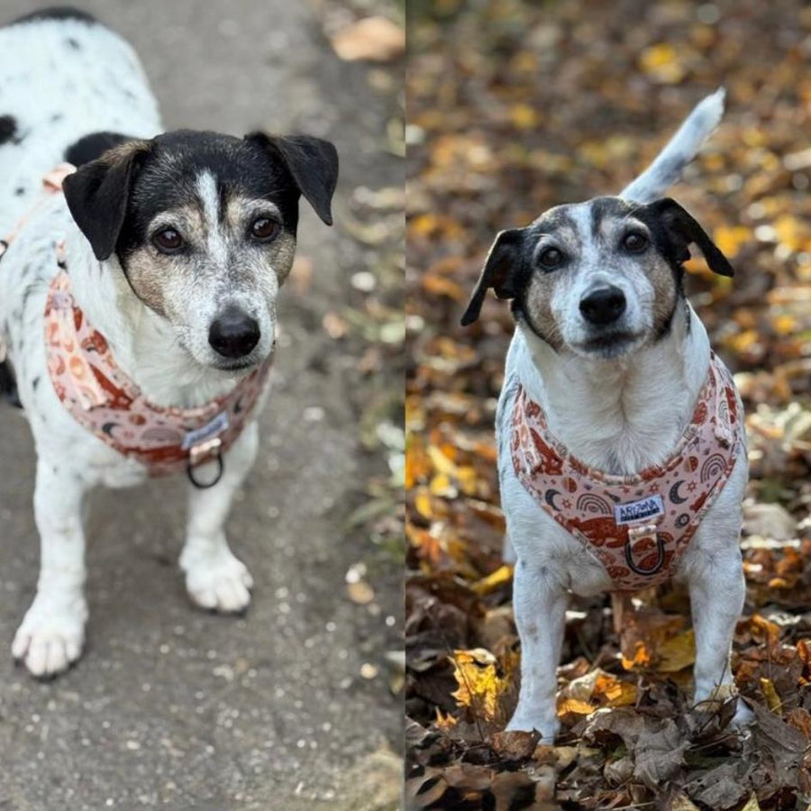 Harnais pour chien en H - Luna Bear