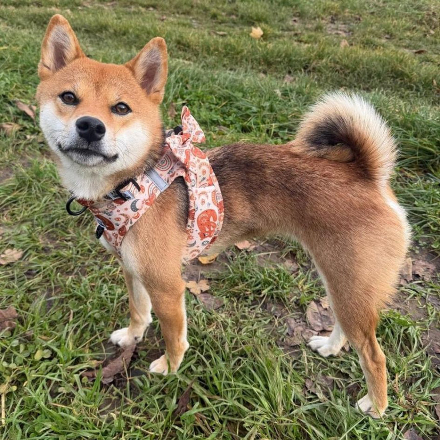 Harnais Step-In Luna Bear