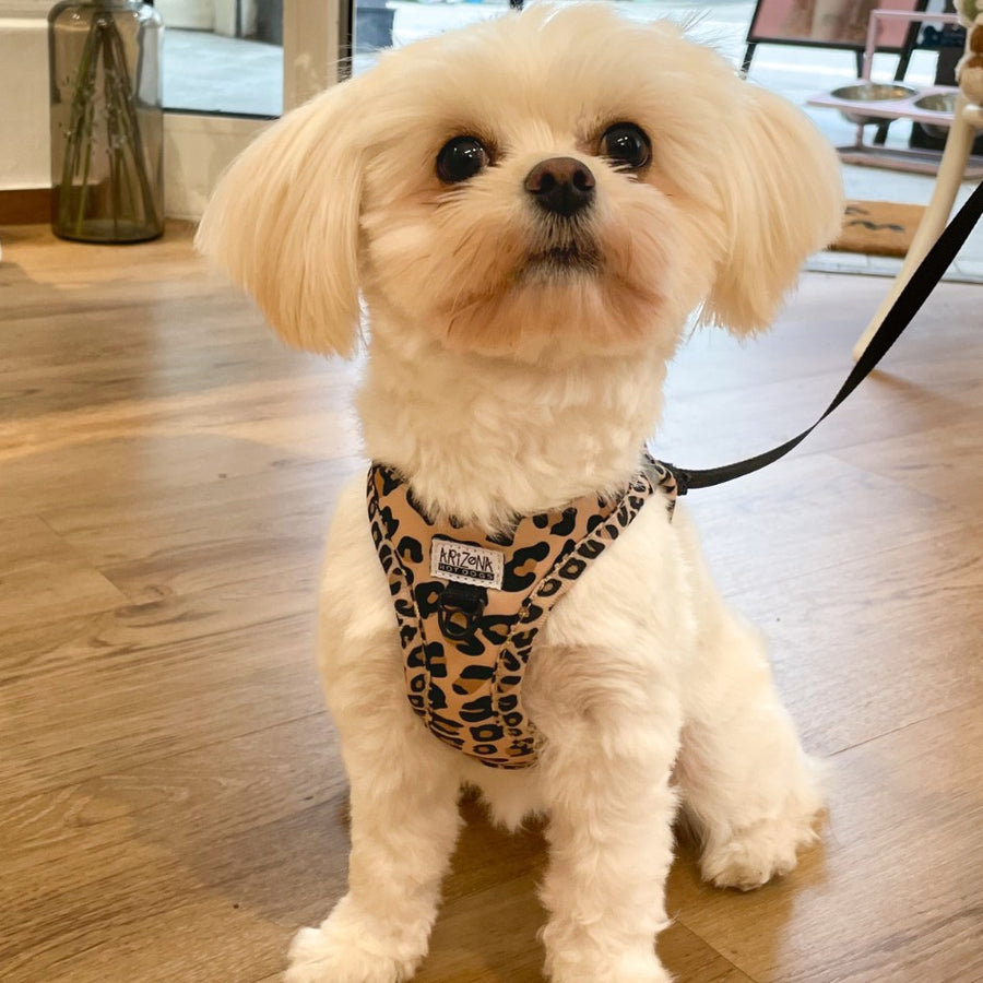 Harnais Step-In Léopard