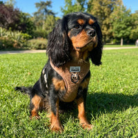 Thumbnail for Harnais pour chien en H - Teddy Brun