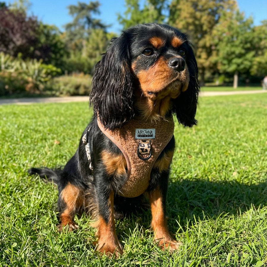 Harnais pour chien en H - Teddy Brun