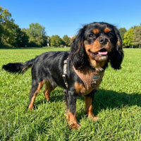 Thumbnail for Harnais pour chien en H - Teddy Brun