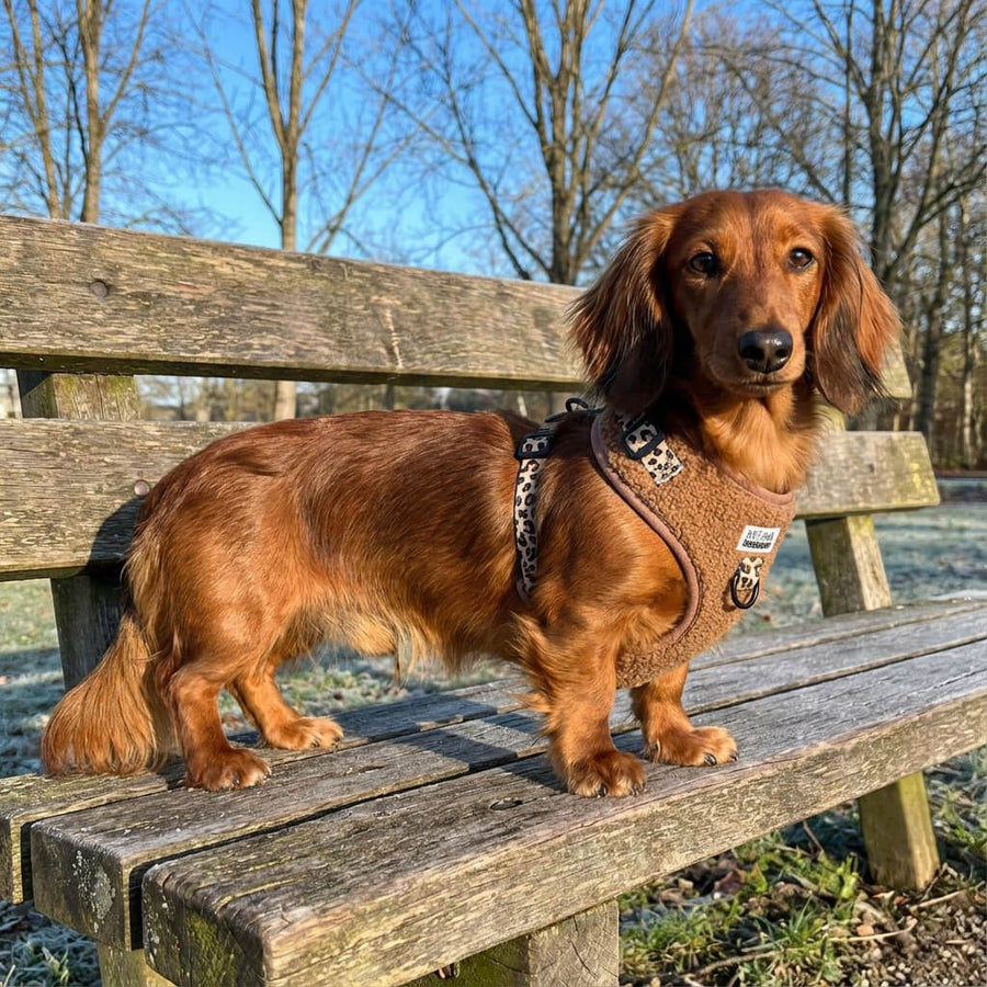 Harnais pour chien en H - Teddy Brun