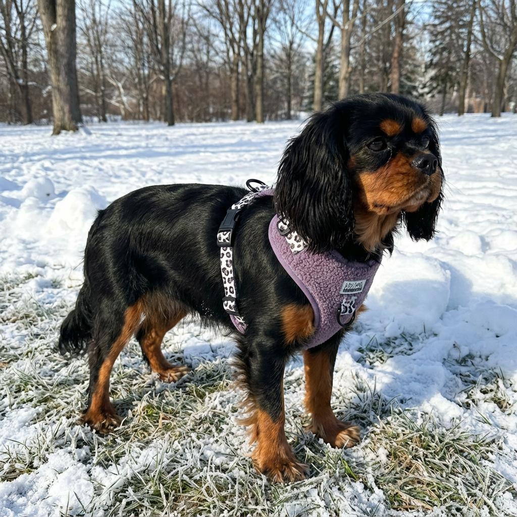 Harnais pour chien en H - Teddy Lila