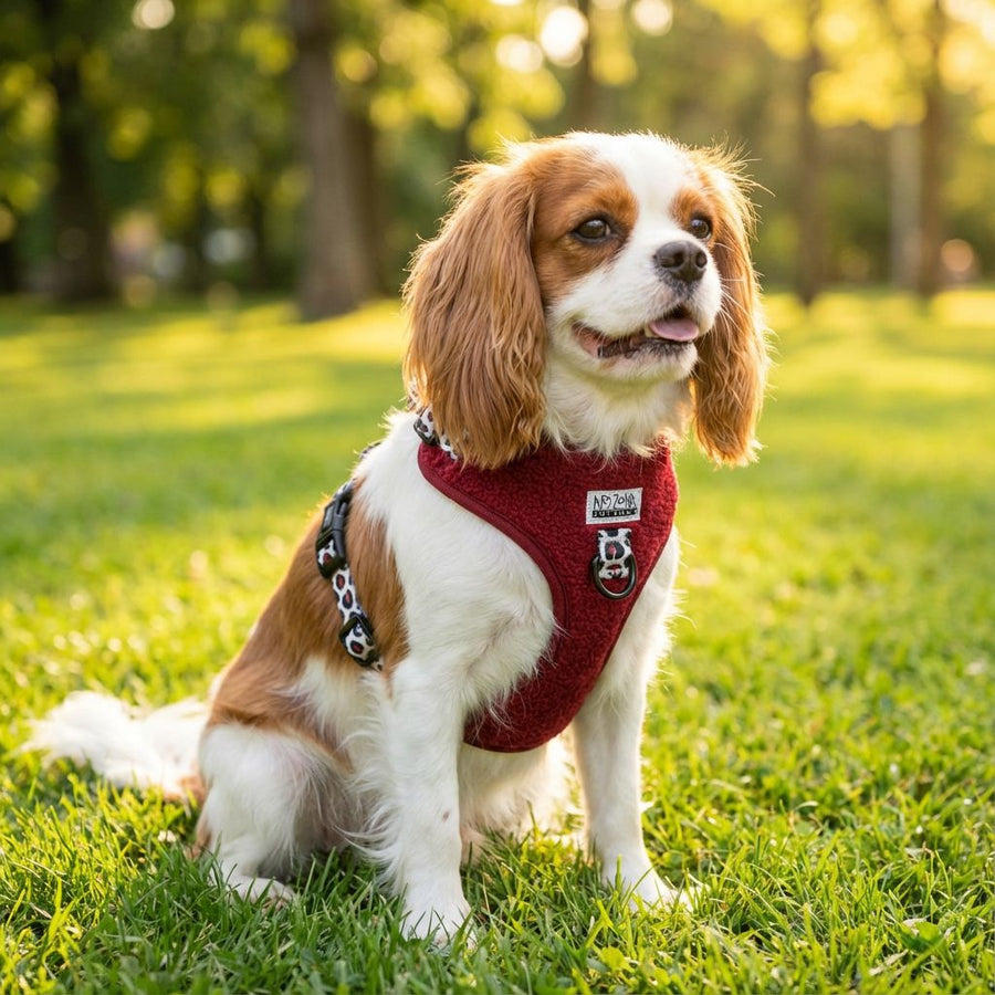 Harnais pour chien en H - Teddy Bordeaux