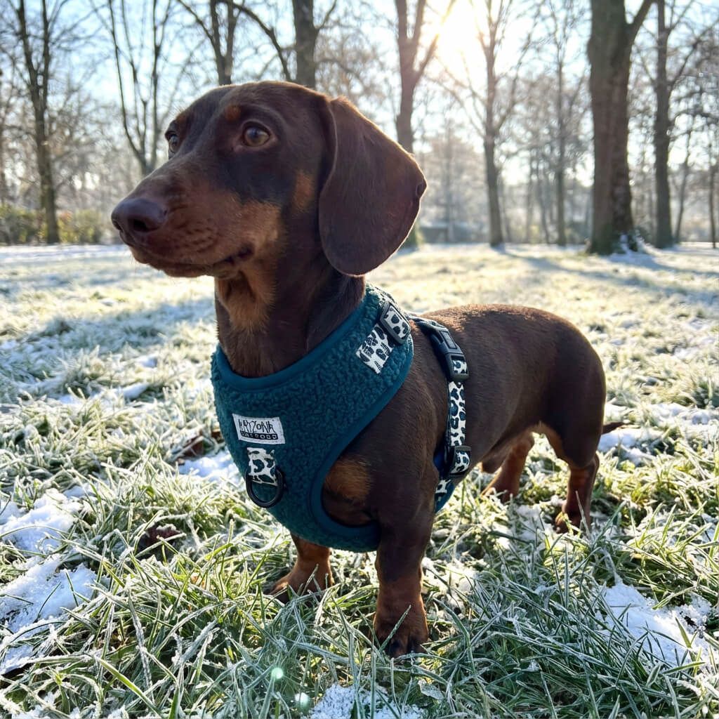 Harnais pour chien en H - Teddy Sapin