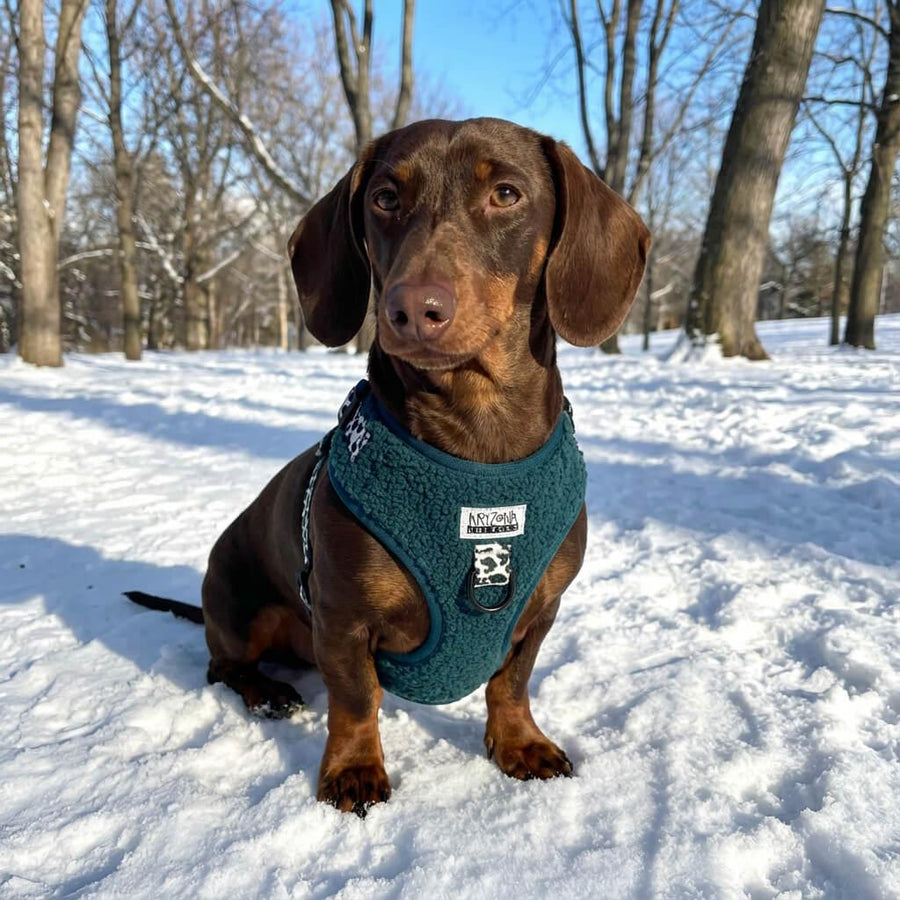 Harnais pour chien en H - Teddy Sapin