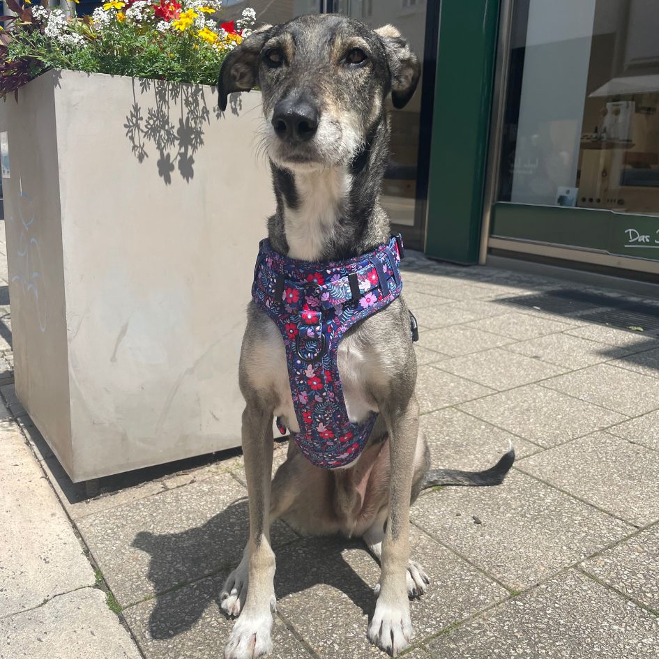 Harnais pour chien anti-traction - Comfy Violala