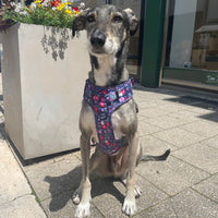 Thumbnail for Harnais pour chien anti-traction - Comfy Violala